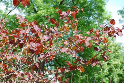 Cercis canadensis 'Forest Pansy' - zmarlika kanadská - listy
